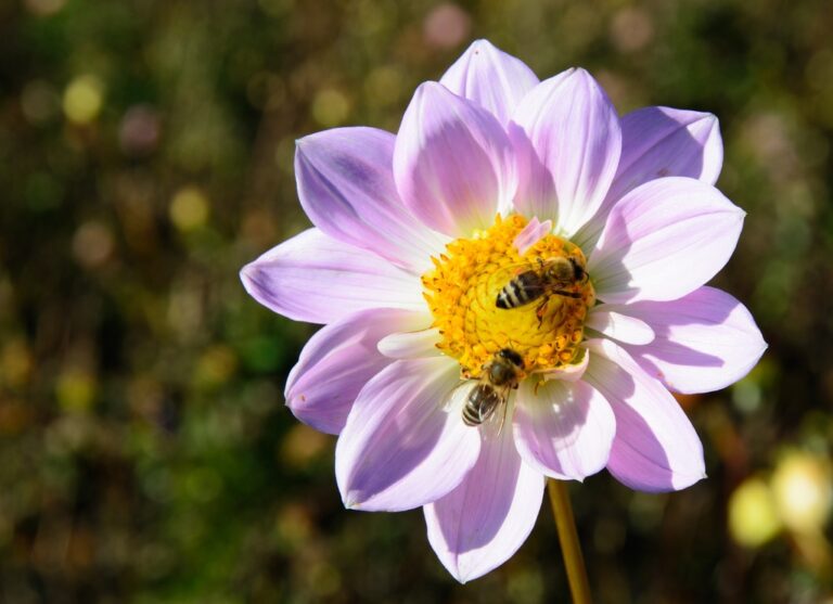 How Many Eyes Does A Bee Have The Fascinating World Of Bees