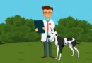 How Often Should I Take My Dog To The Vet How Often Should you Take your Dog To The Vet