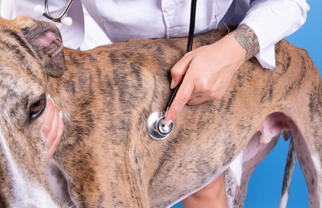 How Often Should I Take My Dog To The Vet How Often Should you Take your Dog To The Vet