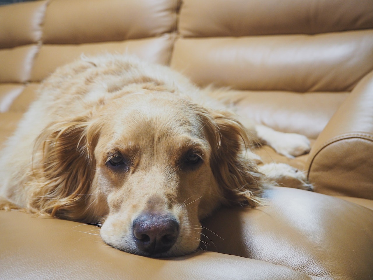 How to Get Rid of Dog Gland Smell on Furniture - Yaafur