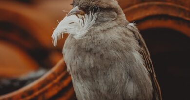 How to Get a Bird Out of Your Garage The Ultimate Guide