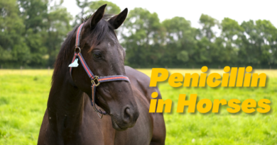 Penicillin in Horses