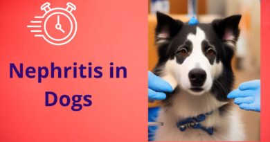 Nephritis in Dogs