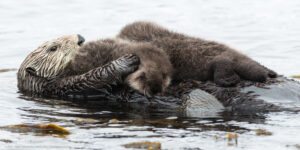 Why Do Female Otters Have Nose Scars