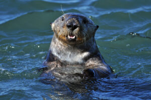 Why Do Female Otters Have Nose Scars