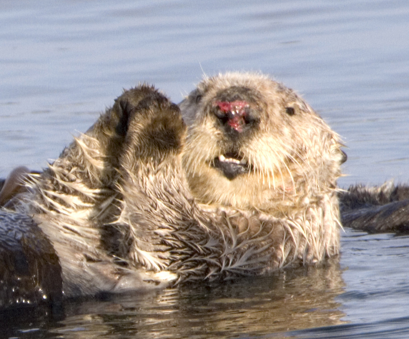 Why Do Female Otters Have Nose Scars? - Yaafur