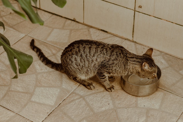 Why Won't My Cat Drink Water Possible Reasons and Solutions
