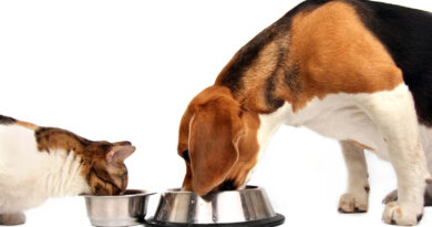 can dogs eat cat treats