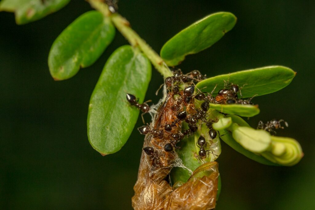 Do Ants Poop? Fascinating answer to one of the most puzzling questions!