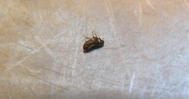 Does Febreze Kill Fleas