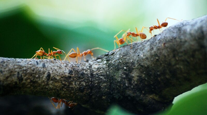 How Many Legs Do Ants Have