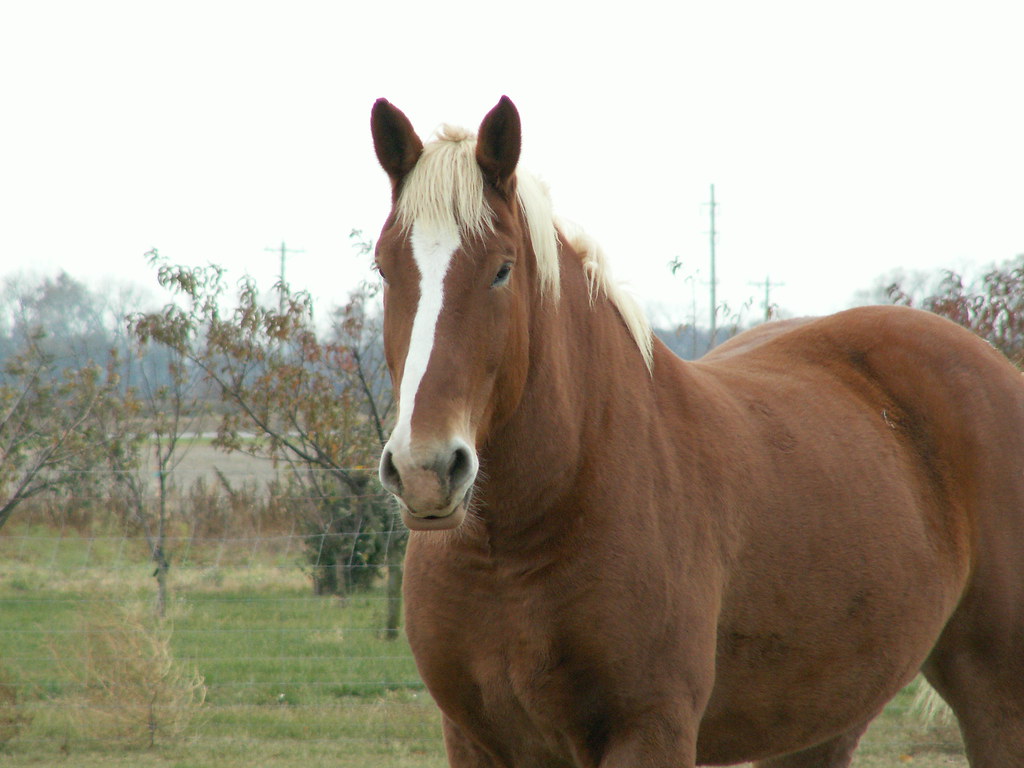 How long do horses live?