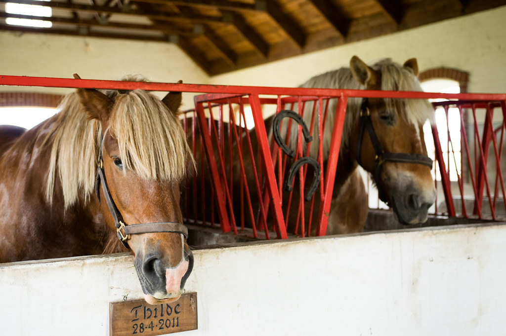 How long do horses live?