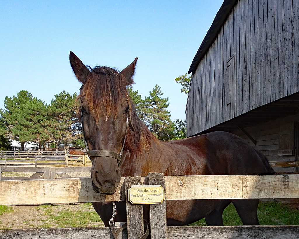 How long do horses live?