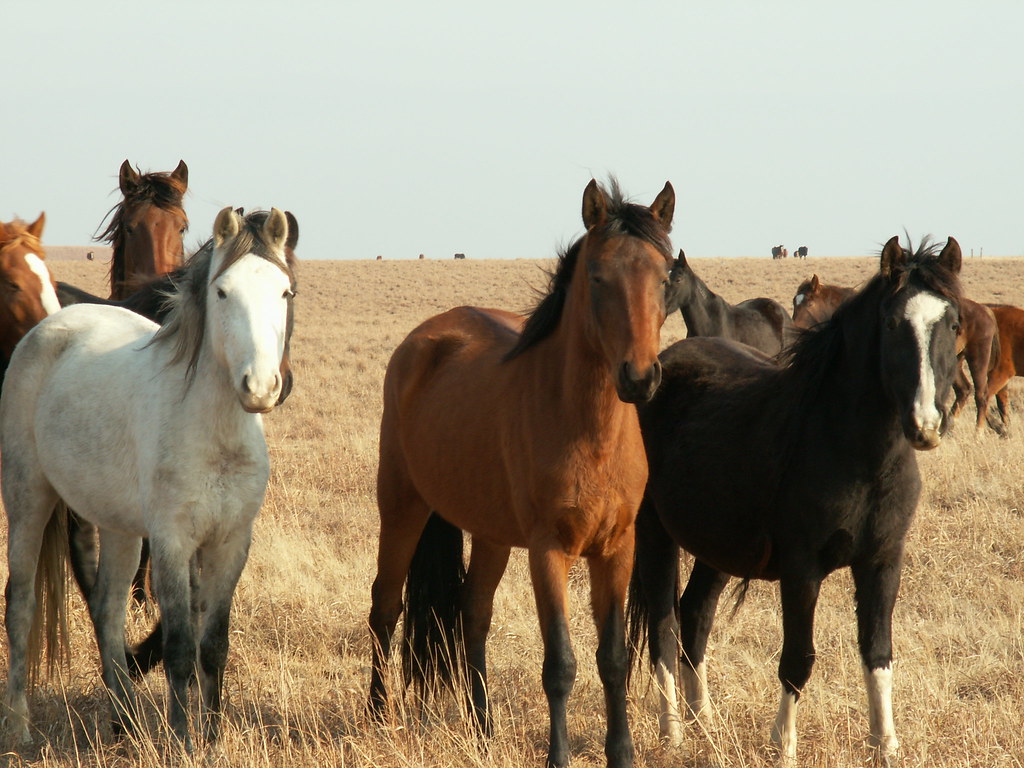 How long do horses live?