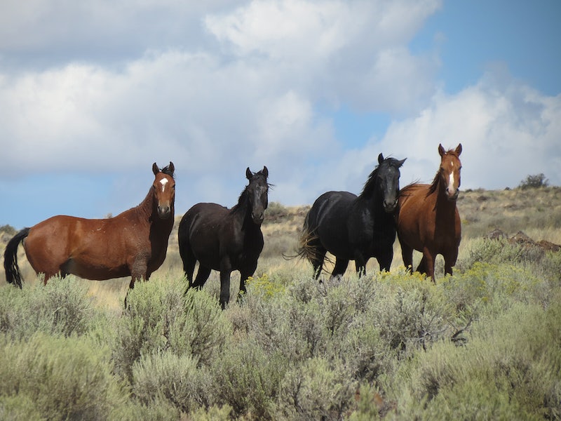 How long do horses live?