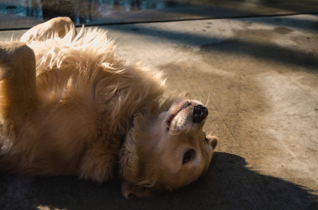 When Do Golden Retrievers Calm Down