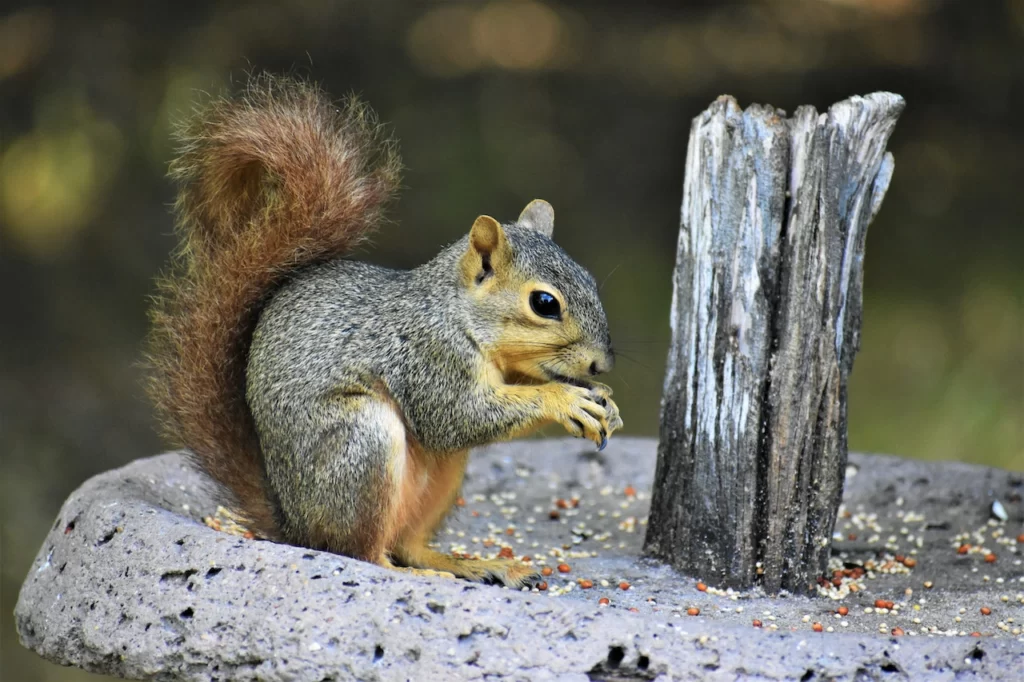 Can Squirrels Die From Falling Interesting Facts About Squirrels