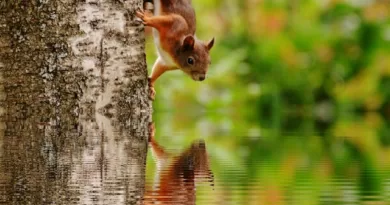 Can Squirrels Swim Interesting Facts About Squirrels