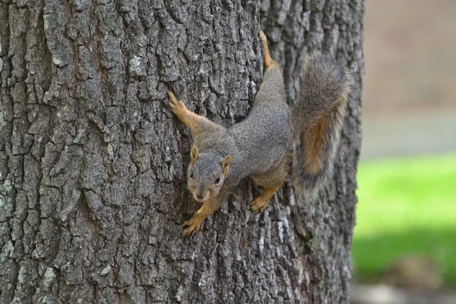 Can Squirrels Swim Interesting Facts About Squirrels