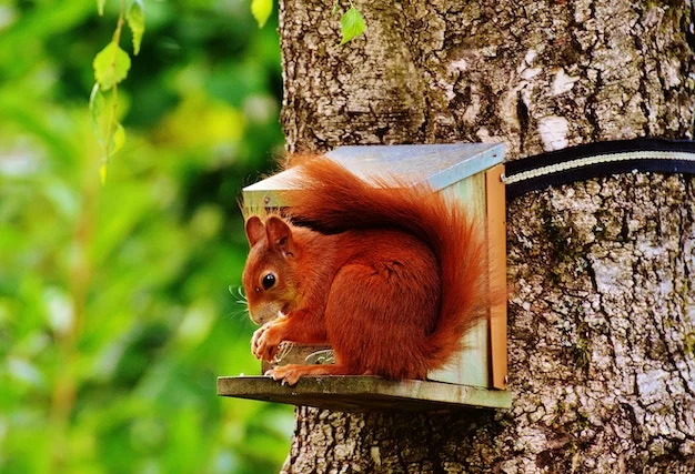 Can Squirrels Swim Interesting Facts About Squirrels