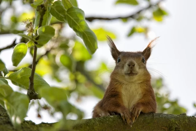 Can Squirrels Swim Interesting Facts About Squirrels