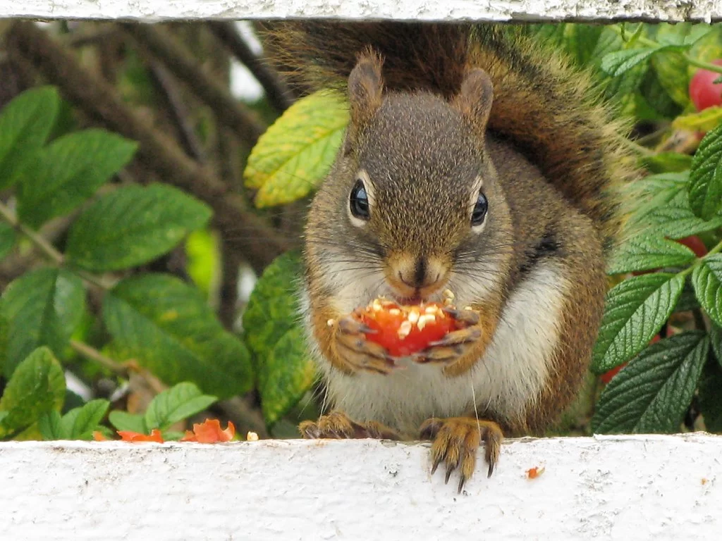 Do Squirrels Eat Apples