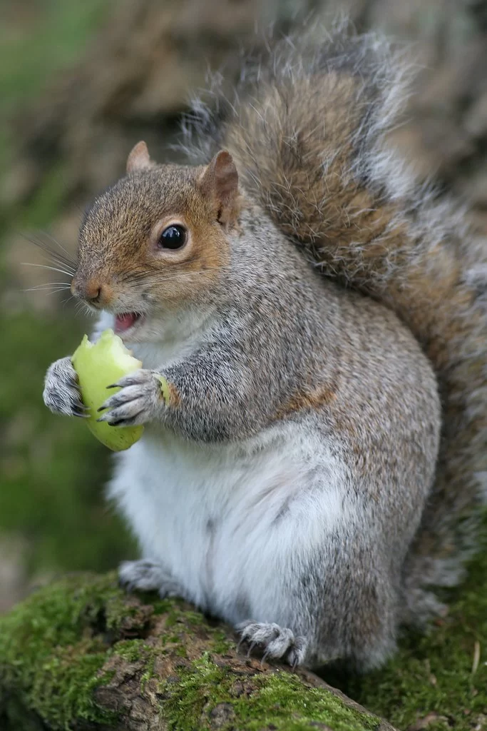 Do Squirrels Eat Apples