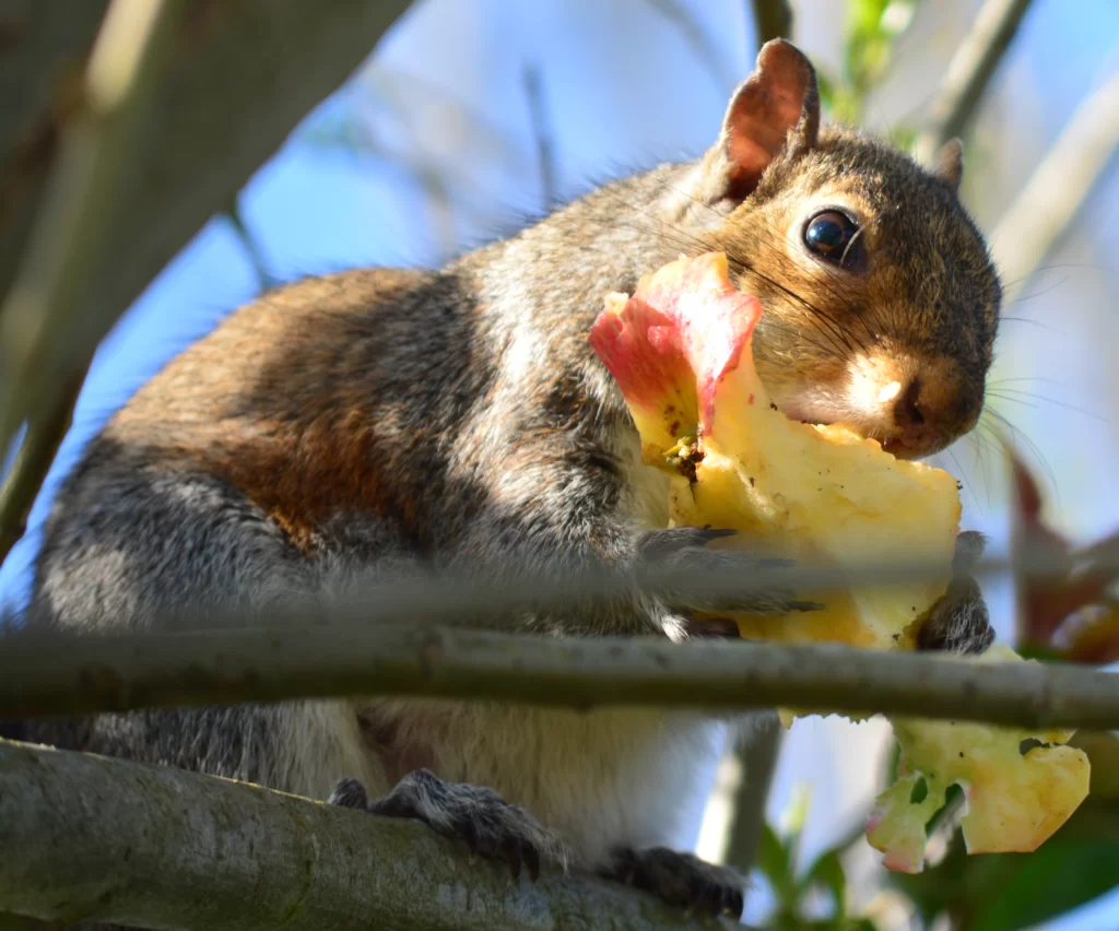Do Squirrels Eat Apples