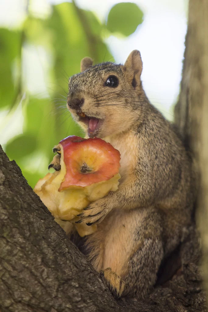 Do Squirrels Eat Apples