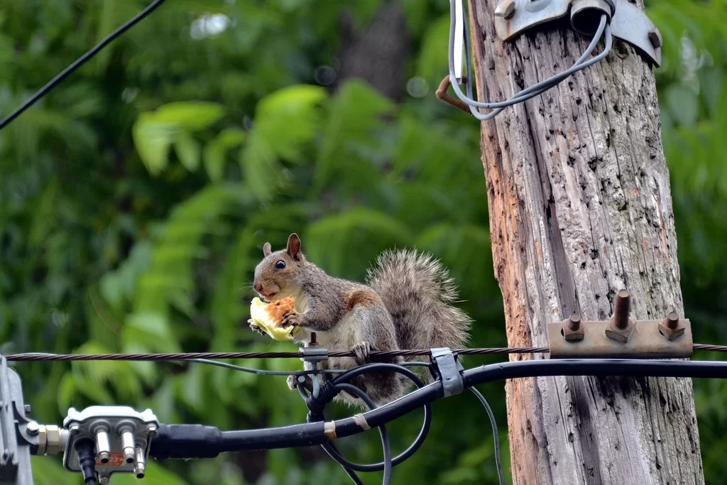 Do Squirrels Eat Apples