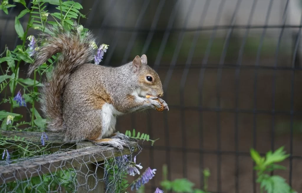 Do Squirrels Eat Lizards