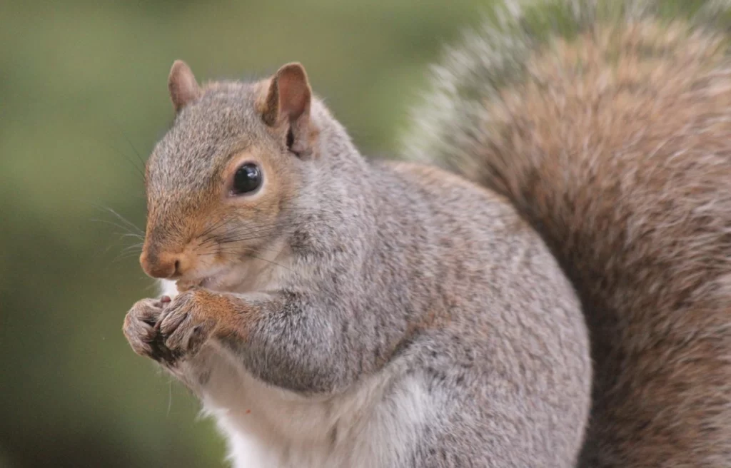 Do Squirrels Eat Lizards