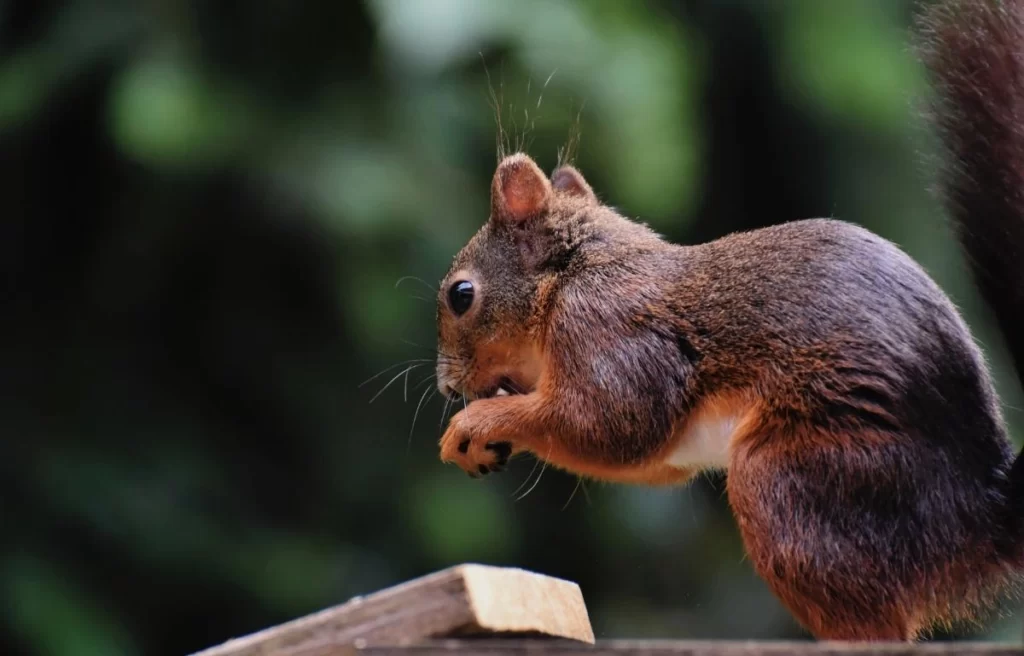 Do Squirrels Eat Lizards