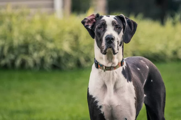 Great Dane Pitbull Mix