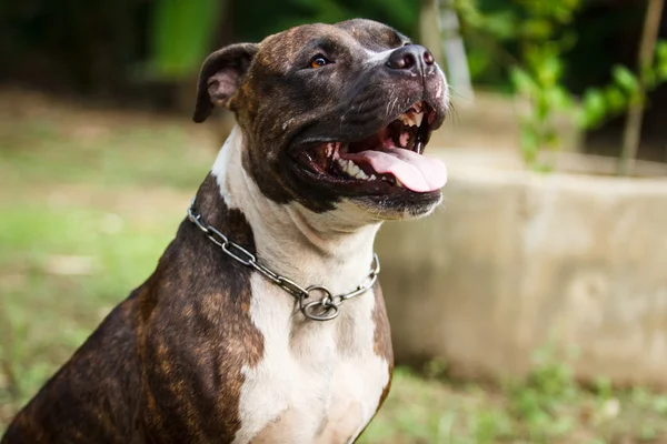 Great Dane Pitbull Mix