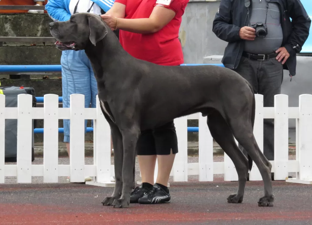 Great Dane Pitbull Mix