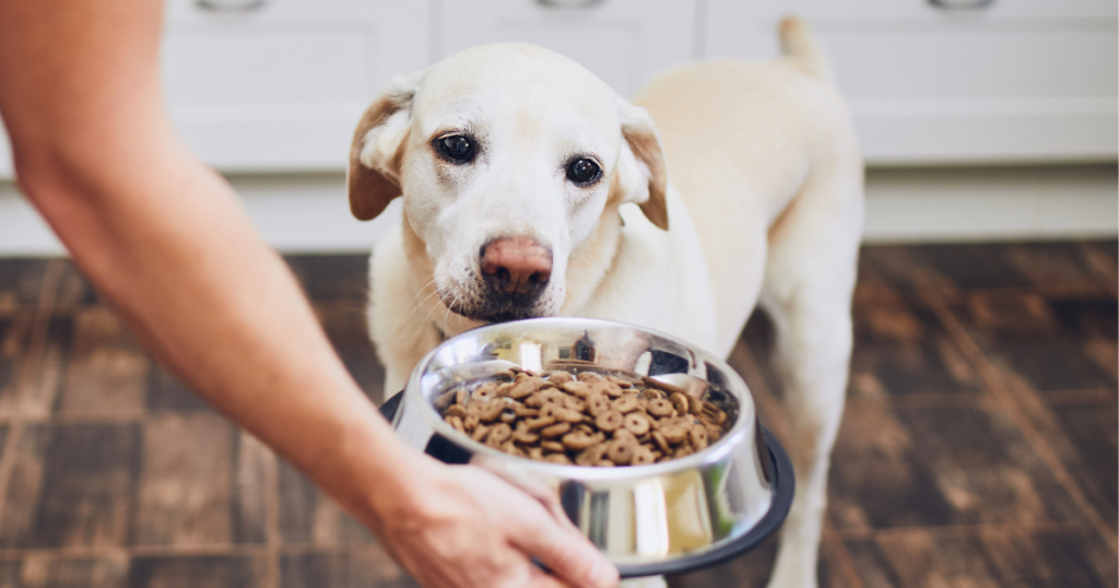 feeding dogs with cancer