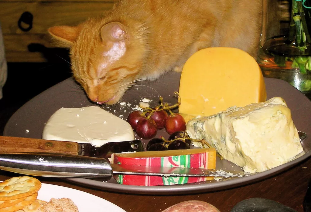 Can Cats Eat Cheese? 12 Facts About Cats and Cheese