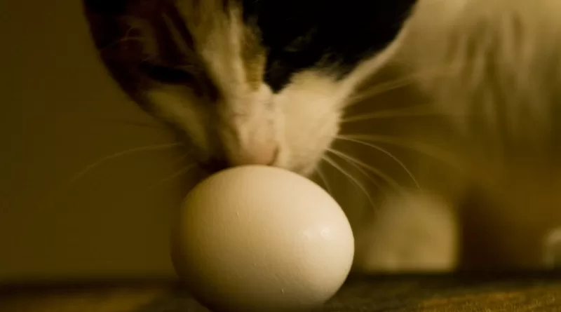 Can Cats Eat Eggs? The Answer Might Surprise You