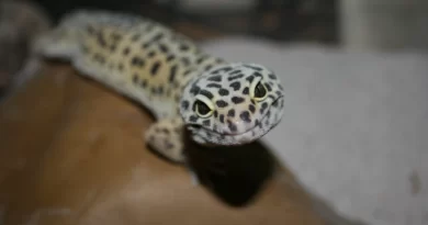 Do Leopard Geckos Bite? How To Avoid a Leopard Gecko's Bite?