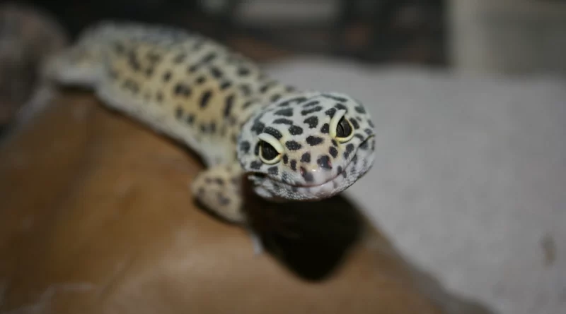 Do Leopard Geckos Bite? How To Avoid a Leopard Gecko's Bite?