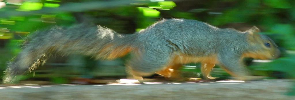 How Fast Can Squirrels Run