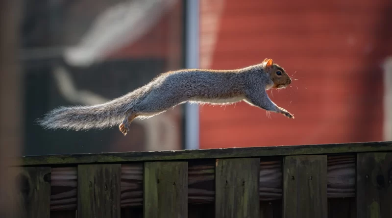 How Fast Can Squirrels Run