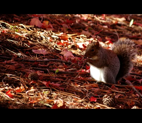 How Much Does A Squirrel Weigh