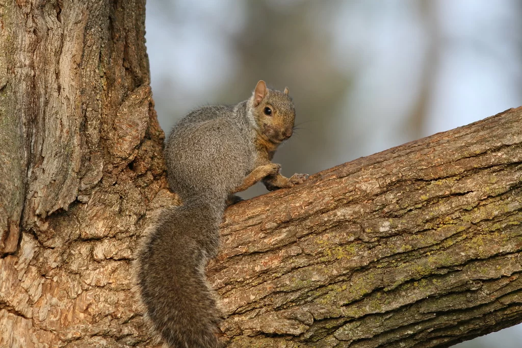 How Much Does A Squirrel Weigh