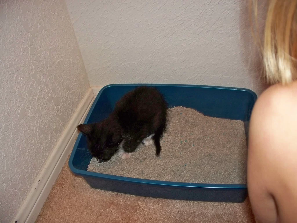 How Much Litter to Put in a Litter Box?