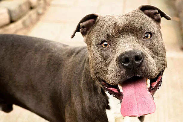 Great Dane Pitbull Mix