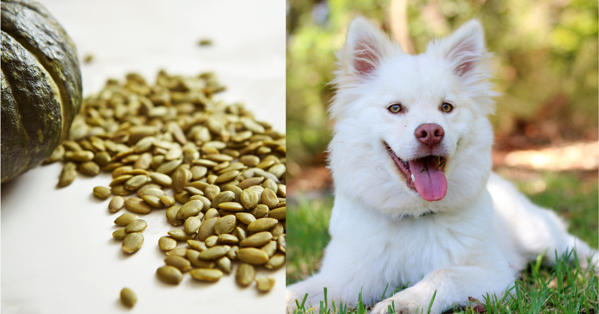 can-dogs-eat-pumpkin-seeds-super-food-for-your-dog-yaafur