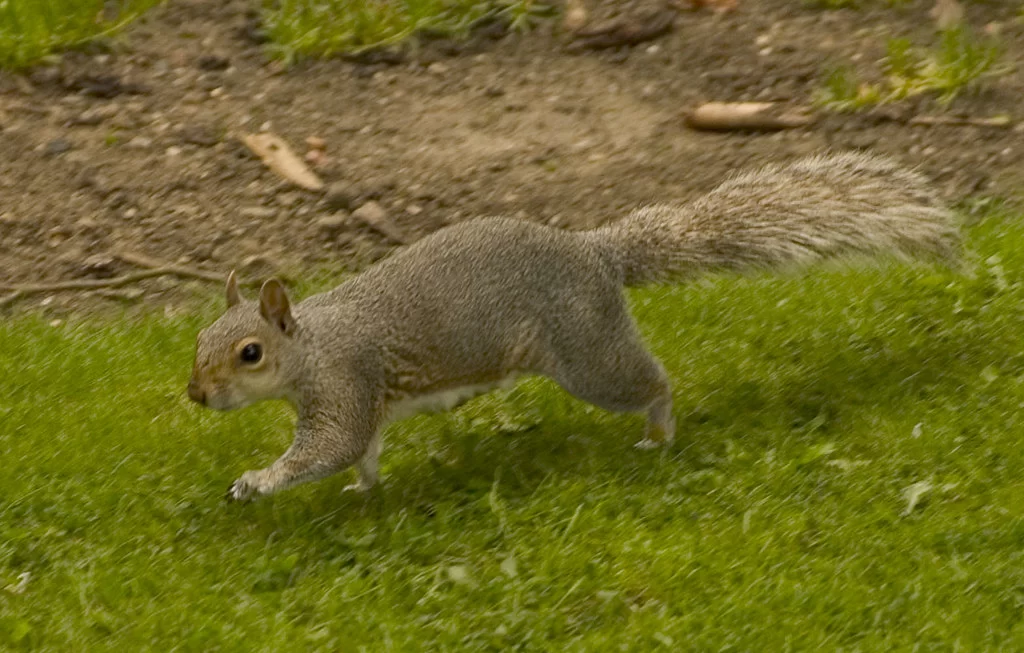 Running Squirrel